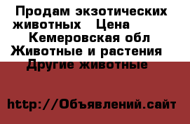 Продам экзотических животных › Цена ­ 300 - Кемеровская обл. Животные и растения » Другие животные   